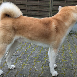 Hofhund 2