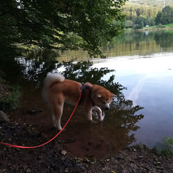 Am See