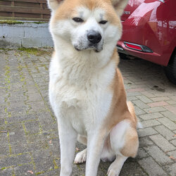 siztender Hofhund