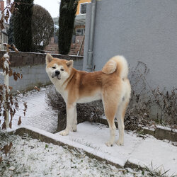 Im winterlichen Garten