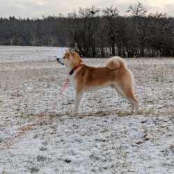 Lycion im Schnee