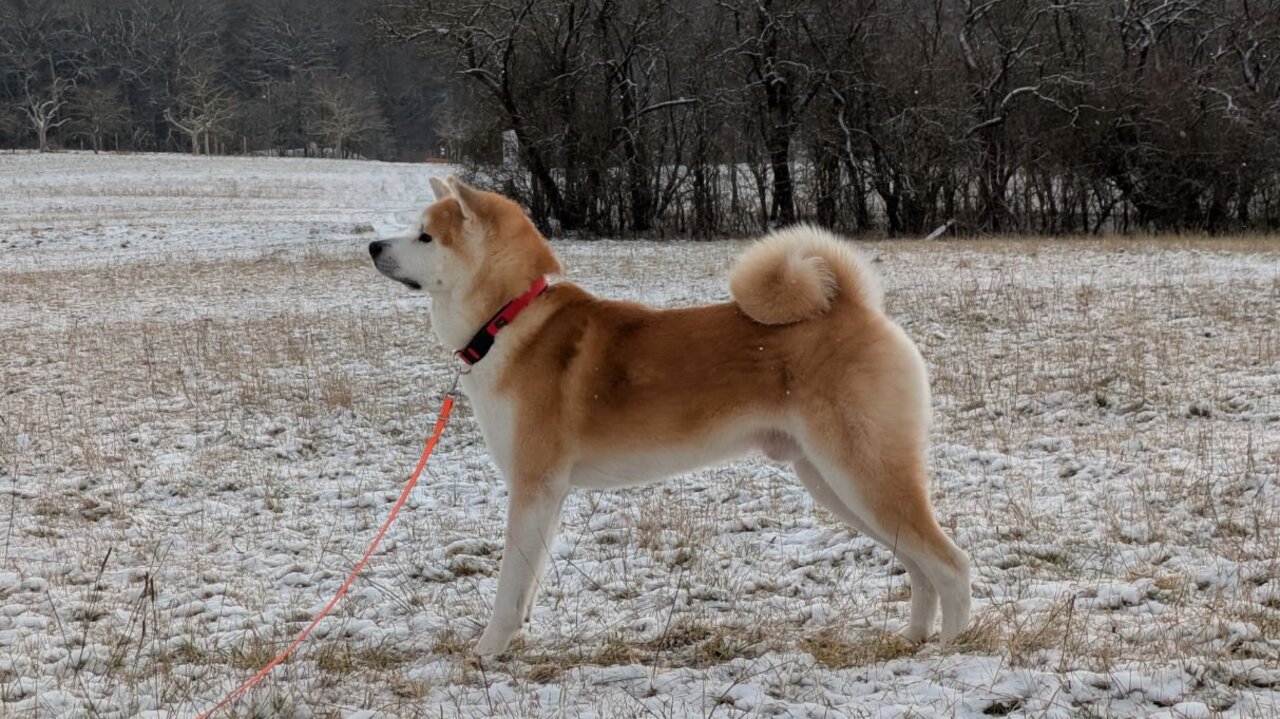 Lycion im Schnee