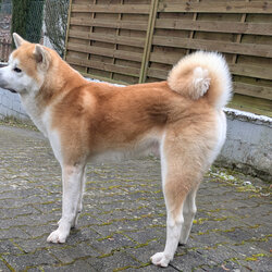 Hofhund